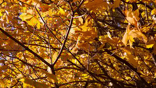 Golden Yellow Leaves Swaying in the Autumn Breeze