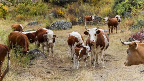 Cattle Herd Grazing Peacefully in Green Pasture