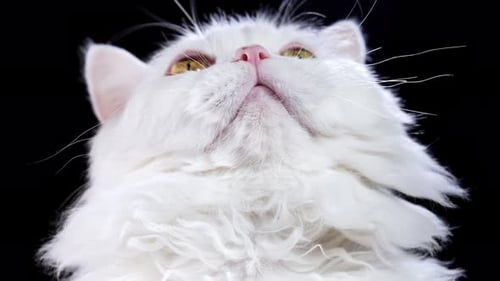 Close-up of a Beautiful White Curly-Haired Cat