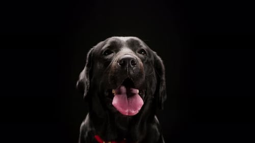 Black Labrador Panting with Tongue Out