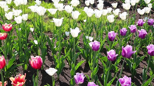 Field Of Blooming Different Color Tulips