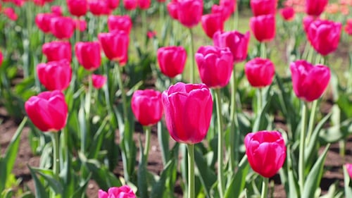 Field Of Blooming Different Tulips