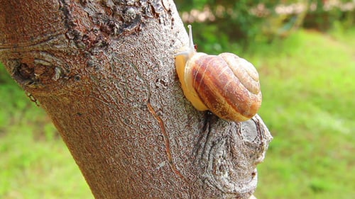 Schnecke auf Baum