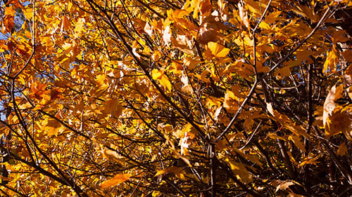 Hojas de otoño