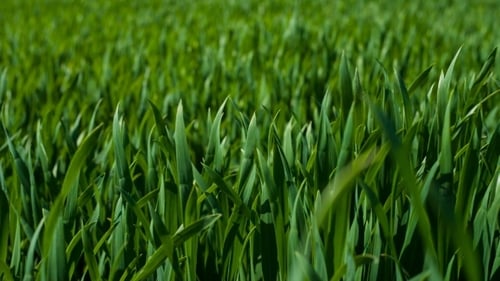 Green Grass