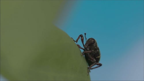 Hylobius Abietis auf dem Blatt