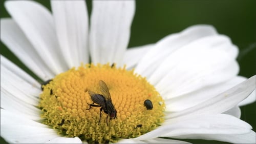 Eine Mayweed-Blume mit einer Fliege und einigen Schädlingen