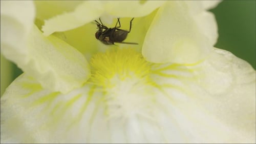Fly on Flower Petals in the Garden