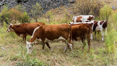 Cows Grazing Peacefully in Rural Meadow