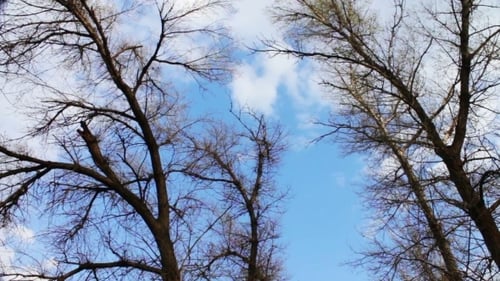 Wolken bewegen sich auf einem Hintergrund von Bäumen