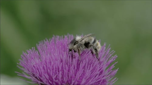 Bee Collects Pollen on Pink Thistle Flower