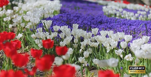 Tulips