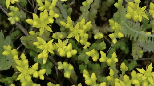 Luftbild der gelben Blüten von Stonecrops