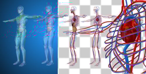 3D Animated Human Body Anatomy Systems Rotation