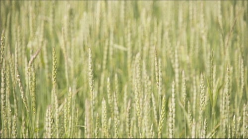 Lush Green Wheat Field Swaying in the Breeze