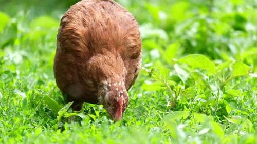 Chicken Eats on the Green Grass in the Farm Yard
