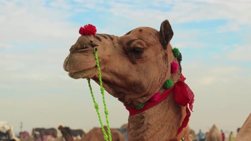 Camels at the Pushkar Fair, Also Called the Pushkar Camel Fair