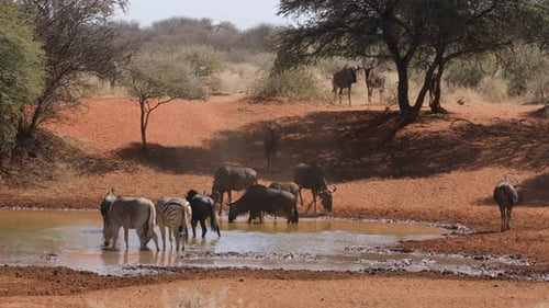 Zebras and Wildebeest Drinking at Watering Hole