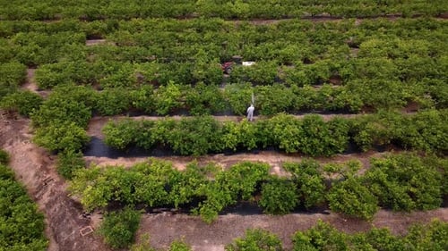 Man spraying pesticides, pesticide, insecticides on fruit lemon growing plantation drone aerial view