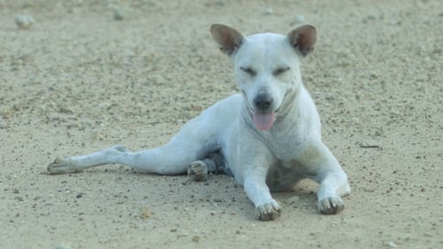 Dog Resting on Ground in Rural Setting