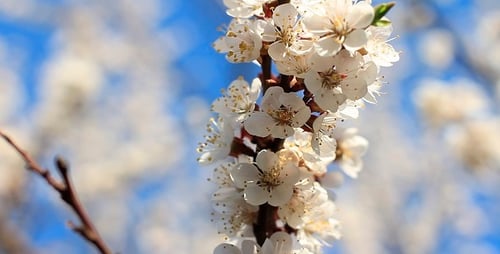 Flowers On The Tree