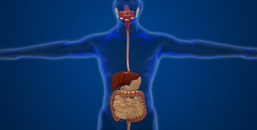 3D Animation of Human Digestive System with Rotating View