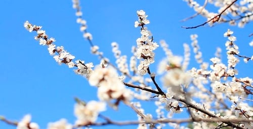 Blossoming Tree Branches Against Bright Blue Sky