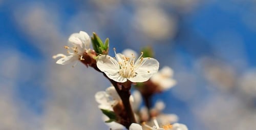 Blühende Blume auf einem Baum