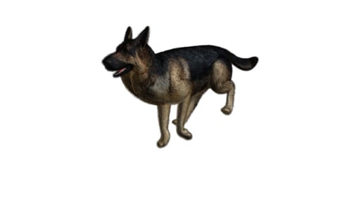 Imágenes del perro corriendo