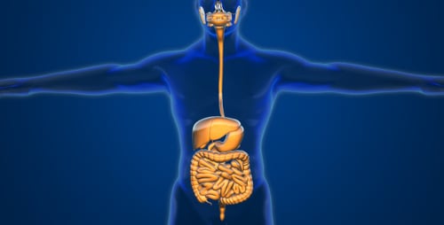 Rotating 3D Human Digestive System Medical Animation