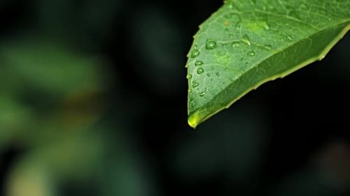 Zeitlupenvideo von Wassertropfen auf grünem Blatt auf Bokeh-Hintergrund