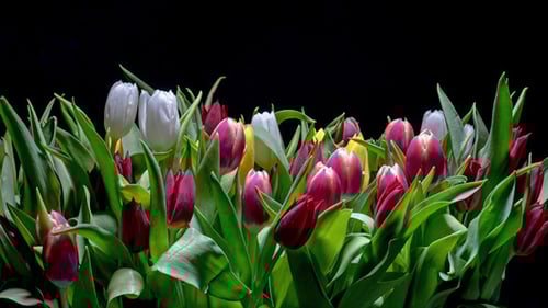 Colorful Bouquet of Tulips on a Black Background
