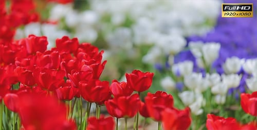 Beautiful Vibrant Red Tulips Blooming in Spring Garden