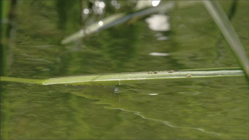 Eine Damselfy breitet ihre Flügel aus und macht sich auf den Weg zum Fliegen