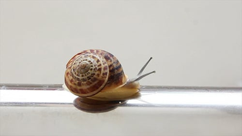 Schnecke bewegt sich auf Metallrohr