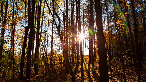 Autumn Forest
