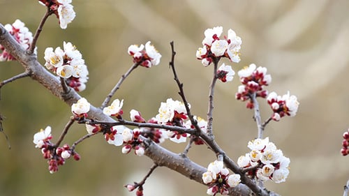 Tree Branch With White Flowers