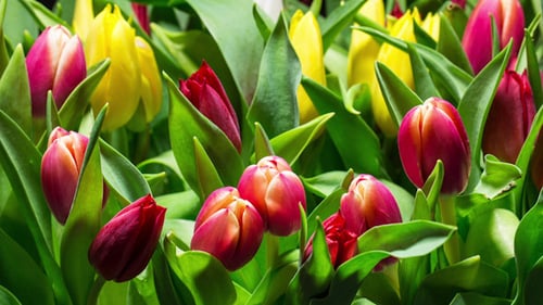 Colorful Tulips Bloom Indoors in a Close Up Shot