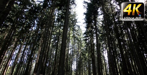 Long Huge Trees in Forest