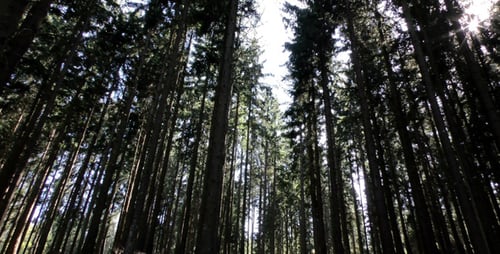 Long Huge Trees in Forest