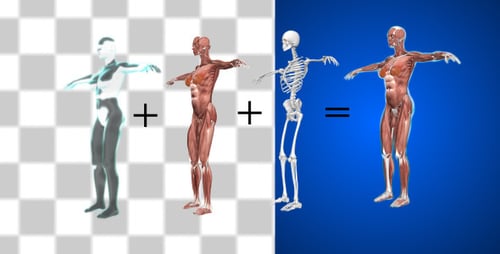 Rotating 3D Human Female Body Anatomy Layers