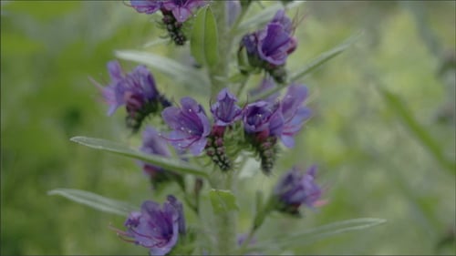 Close-Up of Purple Flowers on Plant Stalk