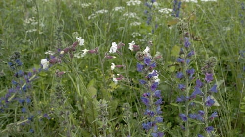 Seifenwarzen und Blaukraut-Blumen im Garten