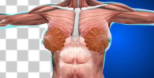 3D Human Anatomy Muscles and Skeleton Alpha Channel