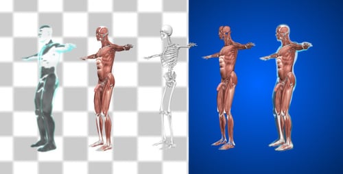 Animated 3D Human Body Anatomy Systems Rotation