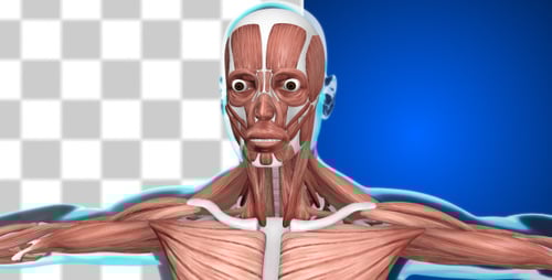 3D Human Muscular System Rotating Anatomy Scan for Medical Projects