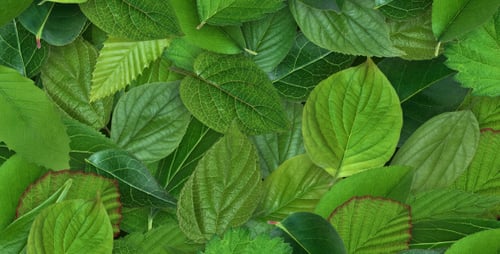 Fondo de hojas