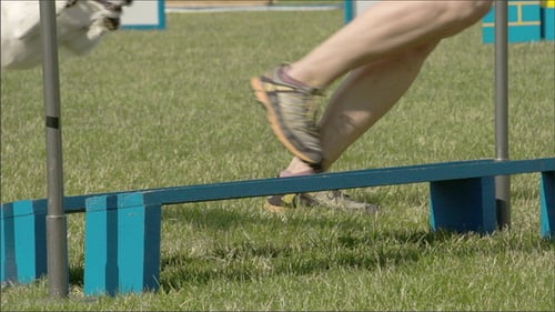 Jack Russell Dog Leaping Over Agility Course Hurdle