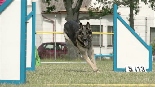 Agile German Shepherd Jumping Over Hurdle Outdoors