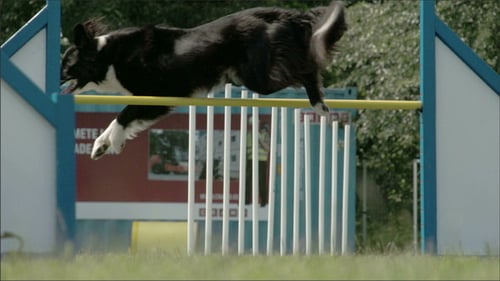 Agile Dog Jumping in Competition